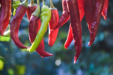 kırmızı acı biber bir iplik asılı ve sıcak bir sonbahar gününde güneşte kurutulmuş