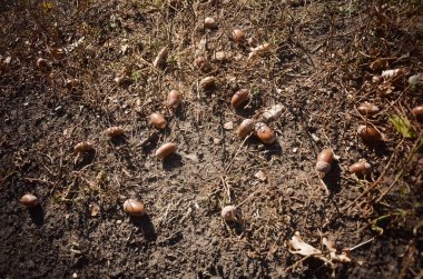 Kahverengi meşe palamutları meşeden düştü ve yere yattı.
