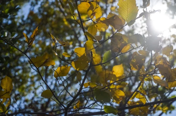 Beautiful Yellow Red Leaves Maple Sun Warm Autumn Day — Stock Photo, Image