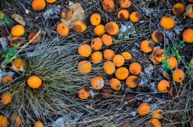 Ağaçtan düşen kayısılar ve yere uzanan kırık topraklar, çimenlerin üzerinde..