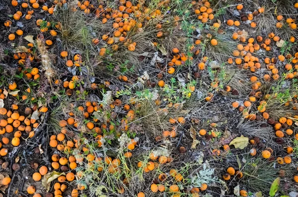 apricots falling from a tree and lying on the ground, cracked soil, in the grass.