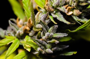 Olgunlaşan büyük, güzel bir tıbbi marihuana esrarının yakından çekimi. makro fotoğrafçılık, seçici odak, yüzeysel alan derinliği