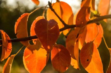 # Sarı, kırmızı, turuncu sonbahar yaprakları # # Armut ağacının parlak sabah güneşinin ışıltılarında #.