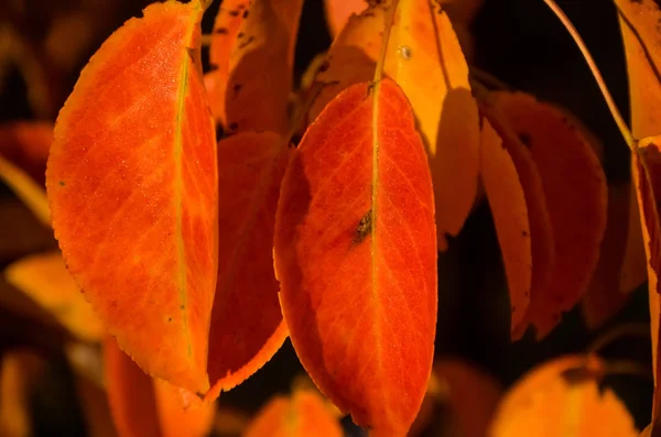Amarelo Vermelho Folhas Outono Alaranjadas Uma Árvore Pêra Nos Raios — Fotografia de Stock