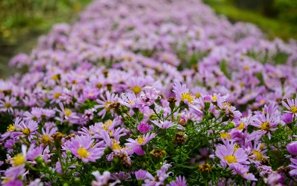 Herbstviolette Blüten Tripolium Pannonicum Seeaster Oder Küstenaster Genannt Und Oft Stockbild