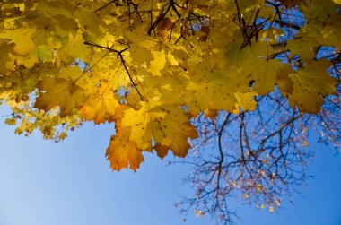 Sonbahar sarı akçaağaç yaprakları mavi ekim ayında gökyüzüne karşı. Güneşli bir Ekim günü. Hint Yazı.