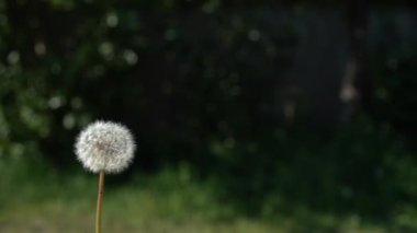 Karahindiba güzel koyu yeşil arka planda üfleme. Epik yavaş hareket karahindiba tohumları dışarı akar. Yüksek hızlı kamera çekimi.