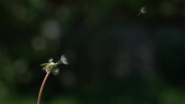 Video inverso. I semi volanti tornano al dente di leone comune a tutta la posizione . — Video Stock