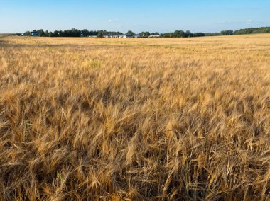 Hasat önce arpa alan