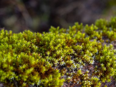 Ayrıntılı bir ağaç üzerinde donmuş yosun