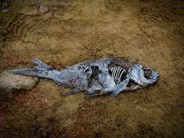 Dead frozen fish on a sandy beach