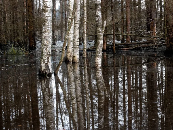 Ghostly flooded swamp with trees