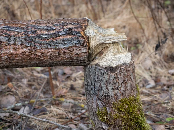 Trunk Swamp Truncated Beaver — Stock Photo, Image