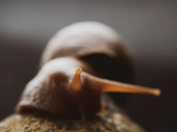 Escargot sur le rocher — Photo