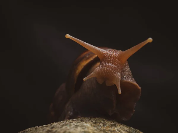 Caracol na rocha — Fotografia de Stock