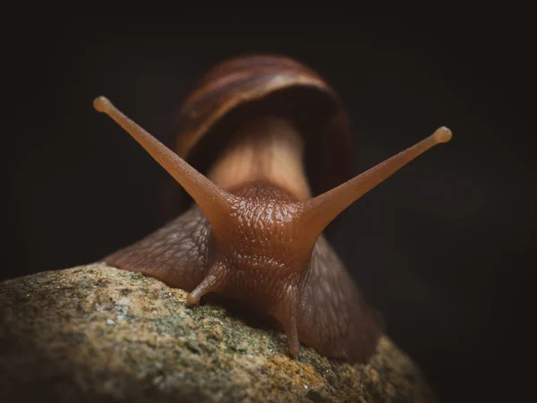 岩の上のカタツムリ — ストック写真