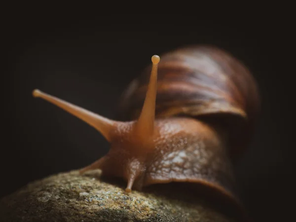 岩石上的蜗牛 — 图库照片