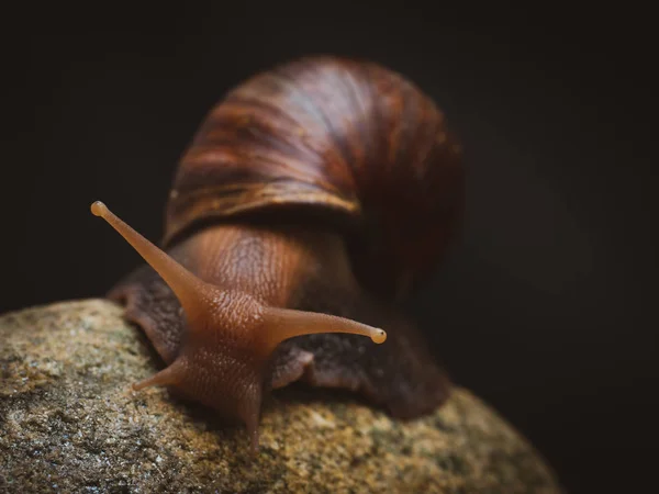 岩の上のカタツムリ — ストック写真