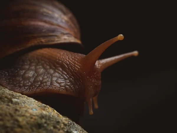 Lumaca sulla roccia — Foto Stock