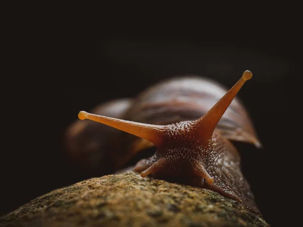 Escargot sur le rocher — Photo