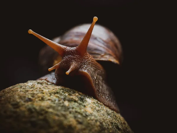 Schnecke auf dem Felsen — Stockfoto