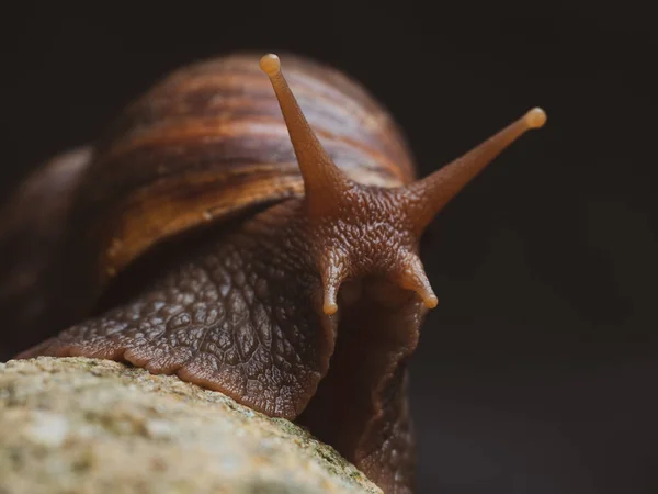 Escargot sur le rocher Image En Vente