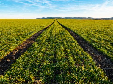 Traktör ruts yeşil sahada