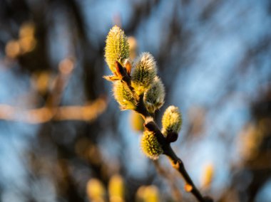 Willow kedicik bahar