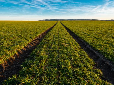 Traktör ruts yeşil sahada