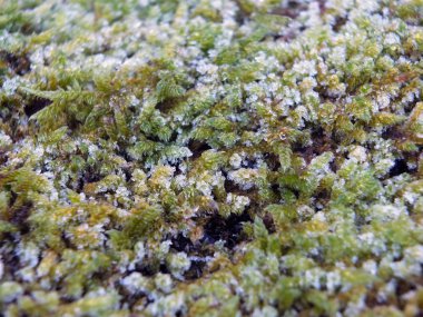 kışın yakın dondurulmuş buz kristalleri ile yosun