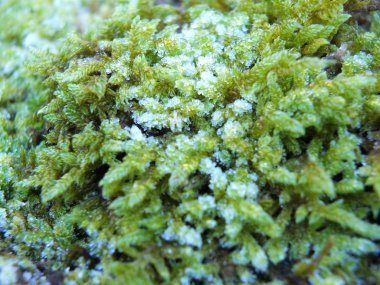 kışın yeşil yosun üzerinde don yakın