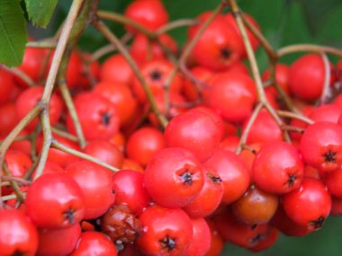 Yağmur damlaları ile ormanlık bir çalılık üzerinde vahşi büyüyen parlak kırmızı rowan çilek bir demet yakın bir