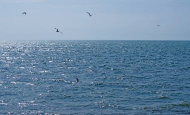 parlak mavi yaz gökyüzü ile sakin bir derin mavi güneşli deniz üzerinde uçan martılar sürüsü