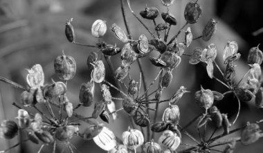 koyu bulanık arka plan karşı erken sonbaharda yaban havucu kuru tohum kafaları ile doğa soyut kadar monokrom yakın