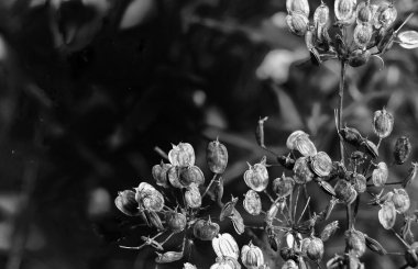 koyu bulanık arka plan karşı erken sonbaharda yaban havucu kuru tohum kafaları ile doğa soyut kadar monokrom yakın