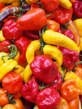 kırmızı, turuncu ve sarı tonlarında parlak renkli karışık çeşitli biber tam kare canlı yakın