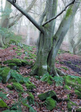 tek eski yosun yerde yosun ve eğrelti otu kaplı yeşil kayalar ile sis kaplı ormanlık ile sisli kış ormanında ağaç kaplı 