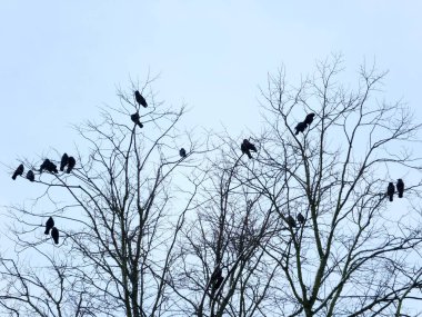 kargalar soluk mavi gökyüzü ile kışın bir ağaç tünemiş tünemiş
