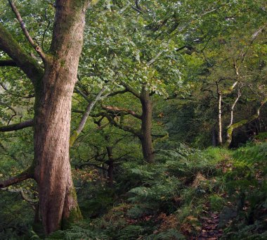 yol eski bükülmüş ormanlık ağaçlar ve yeşillik ile koyu yeşil antik yoğun orman rağmen