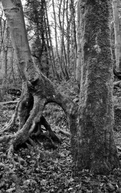 ağaç kökleri, seçici odak