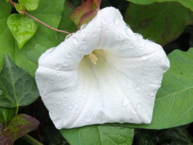 hedge bindweed veya çan bind yağmur damlaları kaplı beyaz çiçek yakın