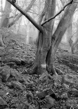 arka plan sis kefen ile çıplak ağaç ile tek renkli sisli kış ormanı