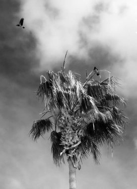 kargalar uçan, seçici odak