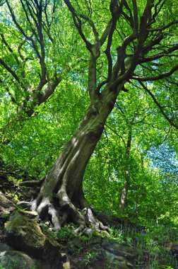 mavi gökyüzü ile bir yamaç üzerinde dik bir açıyla büyüyen canlı yeşil yaprakları ile uzun bahar ormanlık kayın ağaçları