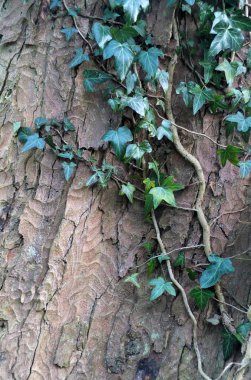 kabuk dokusu ile bir kayın ağacı gövdesi üzerinde büyüyen sarmaşık