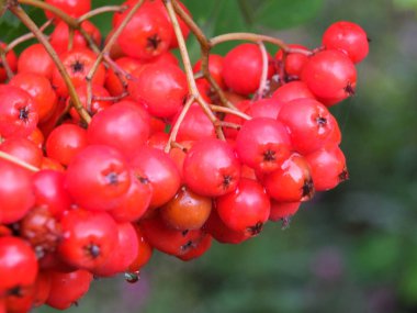 Yağmur damlaları ile ormanlık bir çalılık üzerinde vahşi büyüyen parlak kırmızı rowan çilek bir demet yakın bir