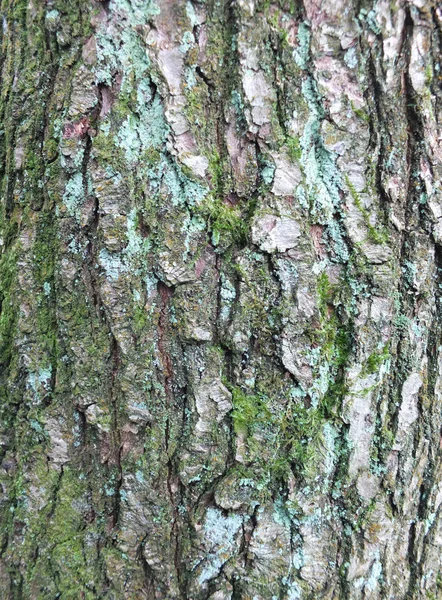 Primer Plano Corteza Haya Textura Áspera Con Musgo Verde Liquen —  Fotos de Stock