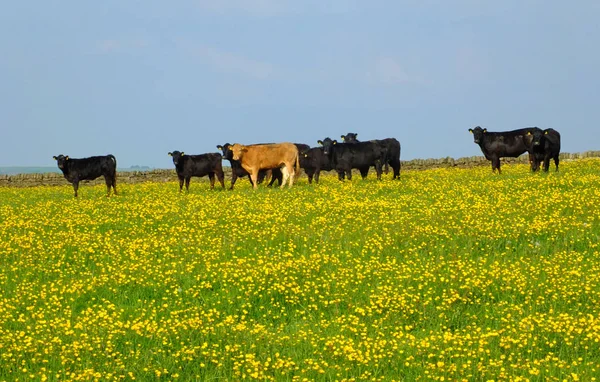 çim ve mavi gökyüzünde parlak sarı çiçekleri ile Mayıs ayında bir bahar çayırında frazing genç sürü