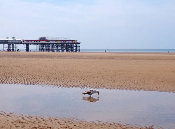 Beautiful View Pier Gull — Foto de Stock