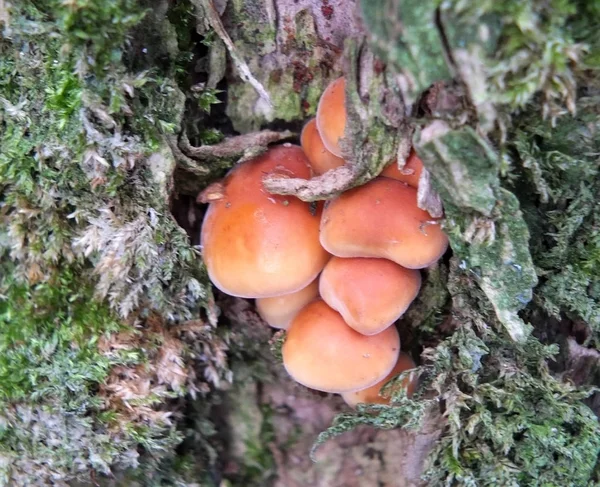 Close Tiny Bright Orange Fungus Growing Tree Back Surrounded Moss — Stock Photo, Image